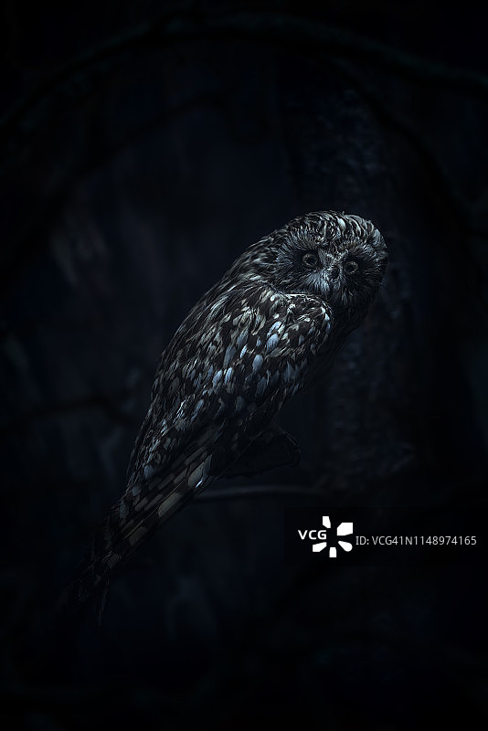 夜晚的猫头鹰图片素材