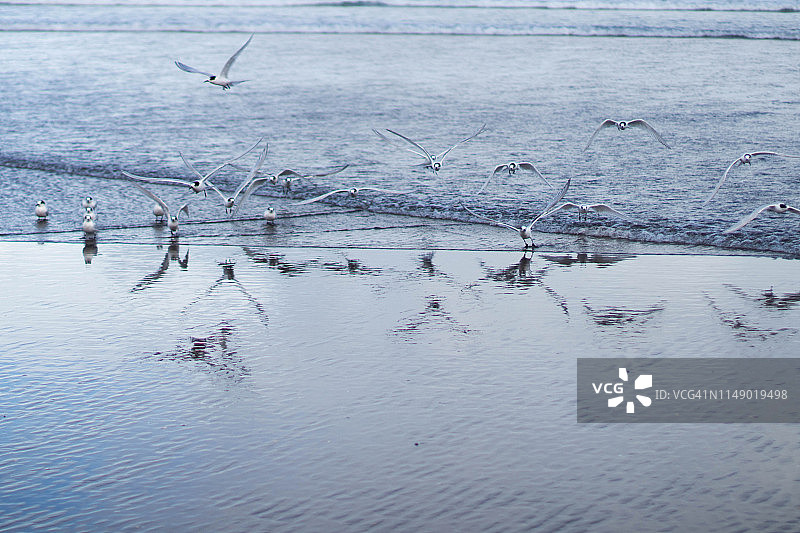 新西兰北岛贝瑟尔斯海滩图片素材