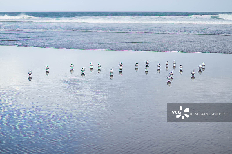 新西兰北岛贝瑟尔斯海滩图片素材