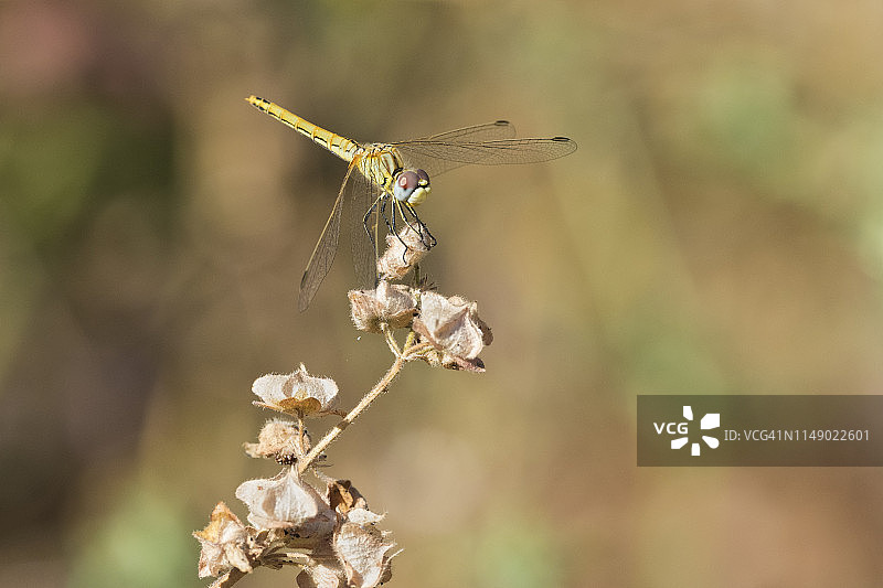 红脉蜻蜓（雌性）图片素材