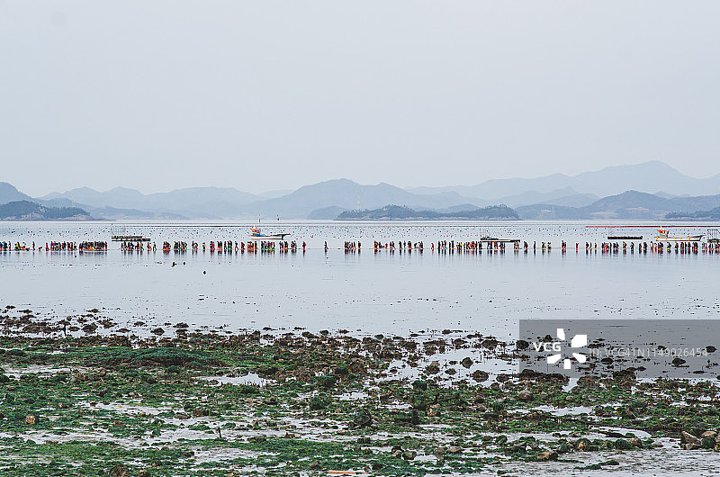 韩国珍岛，人们走在珍岛海 parting 节的海洋中图片素材