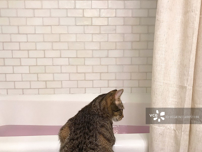 猫咪看着装满粉色泡泡浴球的浴缸图片素材