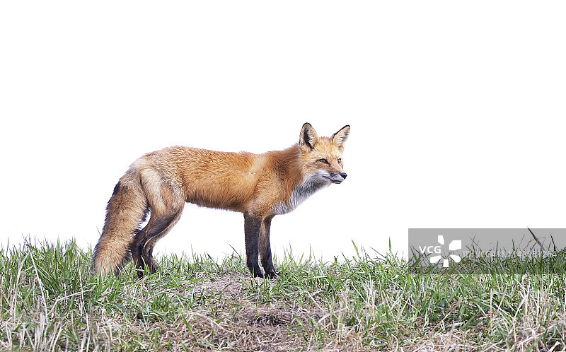 春天站在草山顶上的红色狐狸图片素材