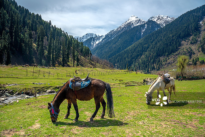 印度旅行：喀什米尔邦帕哈尔加姆村庄饲养的马匹图片素材