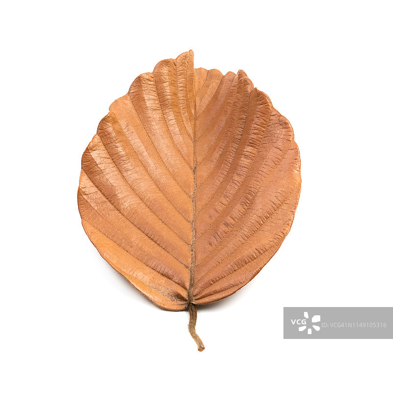 干燥的叶子（已隔离）图片素材