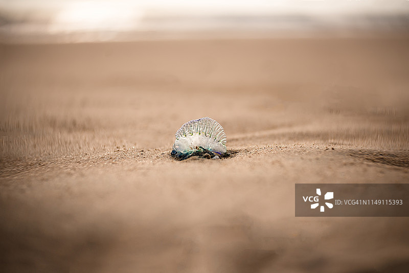 沙滩上的小型葡萄牙战舰水母图片素材