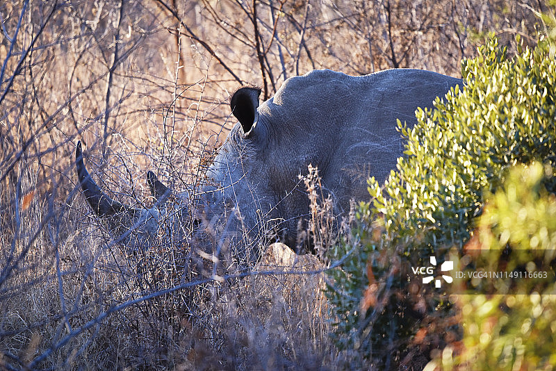 灌木丛后的犀牛图片素材