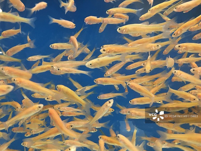 粉红色红色食鱼米诺鱼图片素材