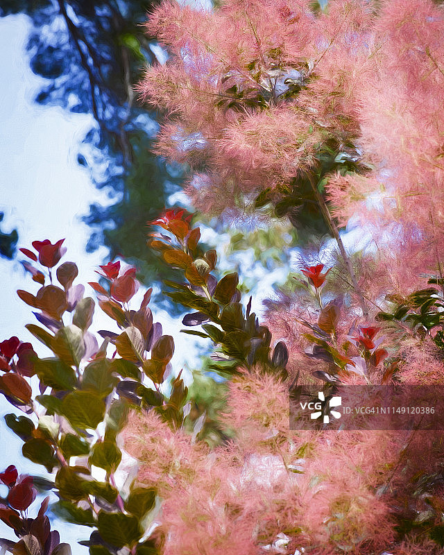 叶子和蓝天背景下的蓬松粉色羽毛植物图片素材