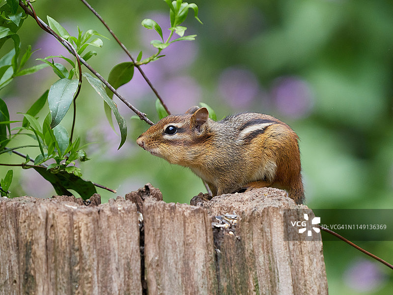 东花栗鼠图片素材