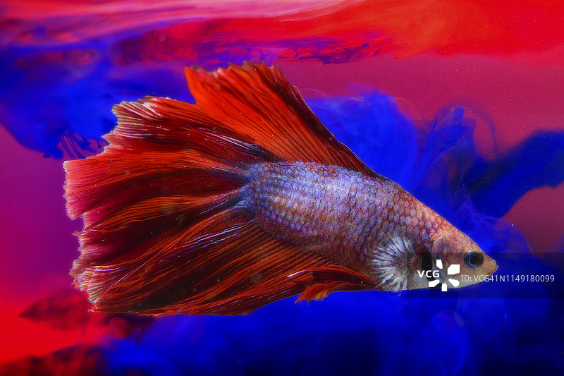 暹罗斗鱼图片素材