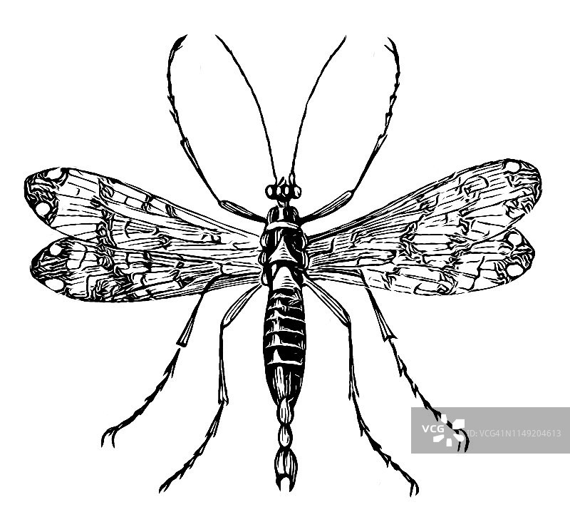 普通蝎蛉图片素材