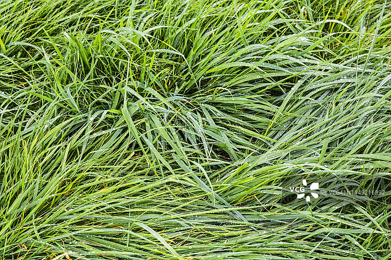 湿草地图片素材
