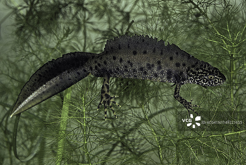 冠 crested newt (大 crested newt; 疣 newt; 北方 crested newt) - мужчина图片素材