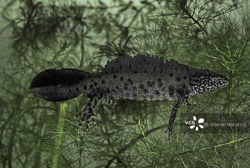 冠 crested newt (大 crested newt; 疣 newt; 北方 crested newt) - мужчина图片素材