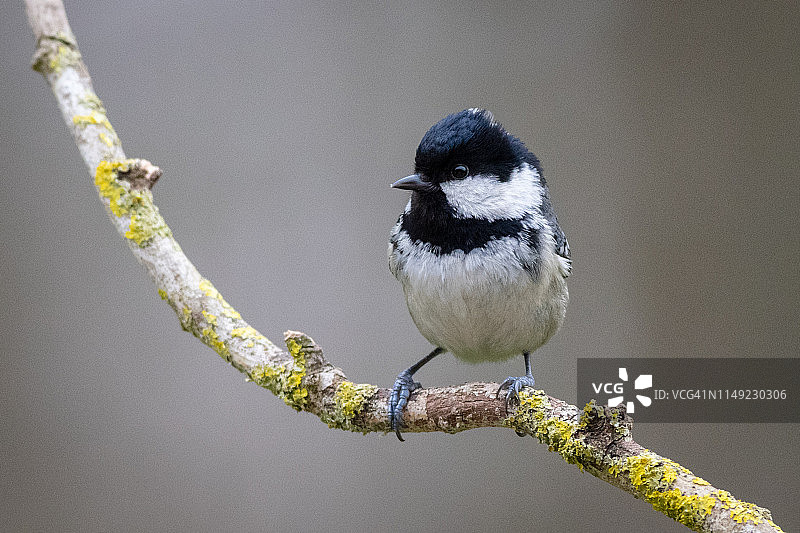 煤炭乳头图片素材