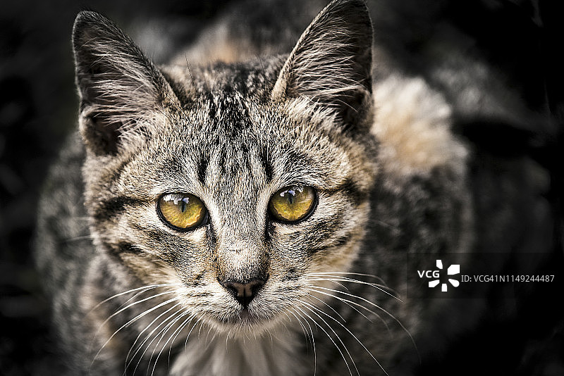 猫肖像图片素材