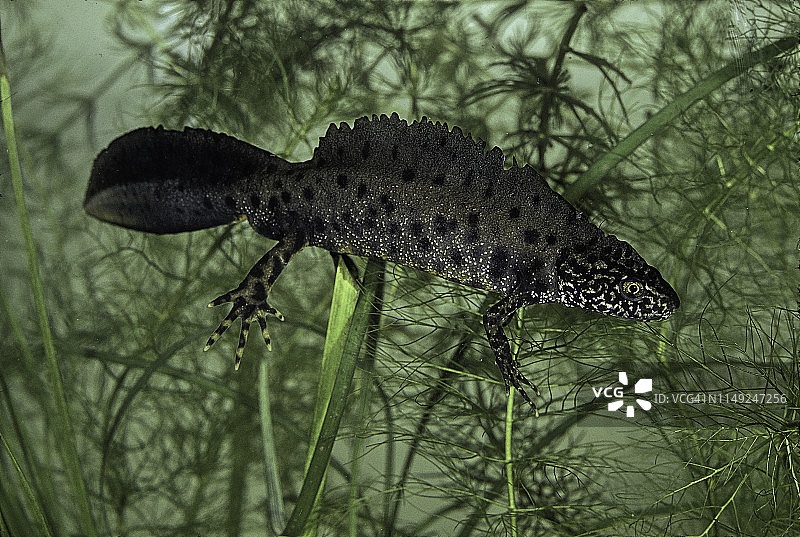 冠 crested newt (大 crested newt; 疣 newt; 北方 crested newt) - мужчина图片素材
