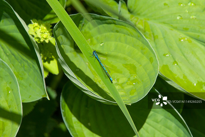 蓝色豆娘图片素材