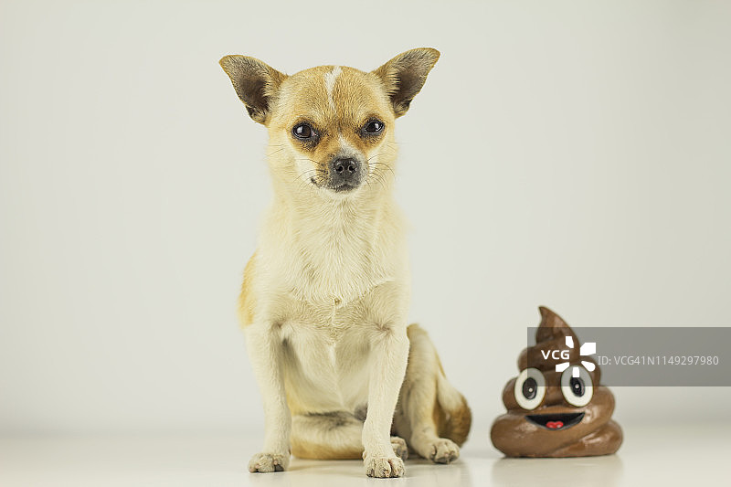 宠物狗排便图片素材