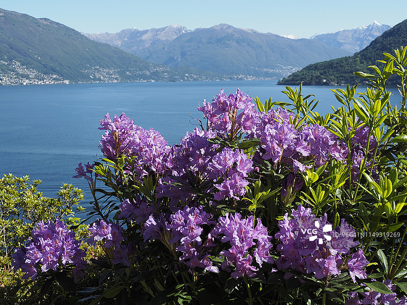 意大利北部马焦雷湖上的杜鹃花图片素材