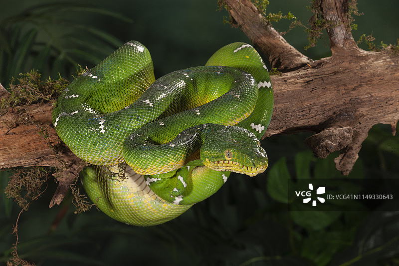 翠绿树蟒图片素材