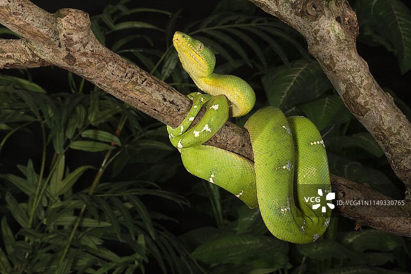 翠绿树蟒图片素材