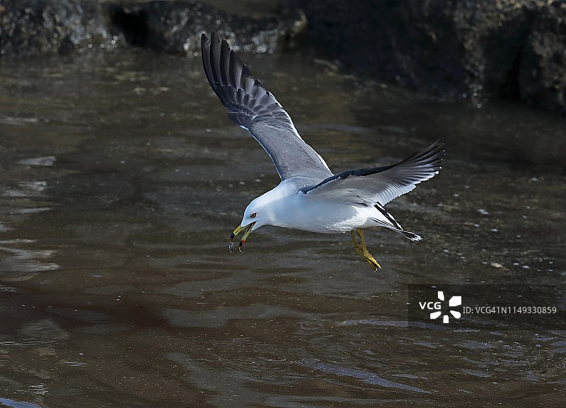 黑尾鸥图片素材