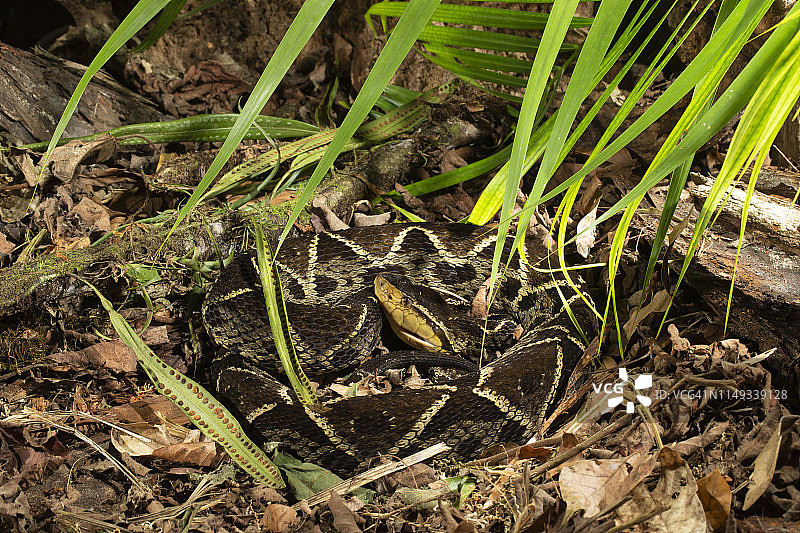 矛头蝮图片素材