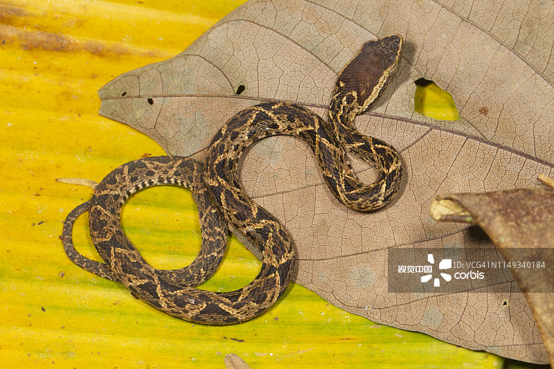 矛头蝮图片素材