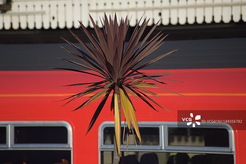 植物轨道车抽象图片素材