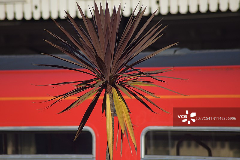 植物轨道车抽象图片素材