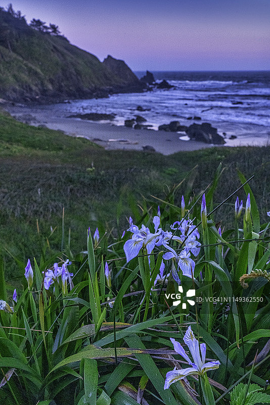 布兰科角鸢尾花图片素材