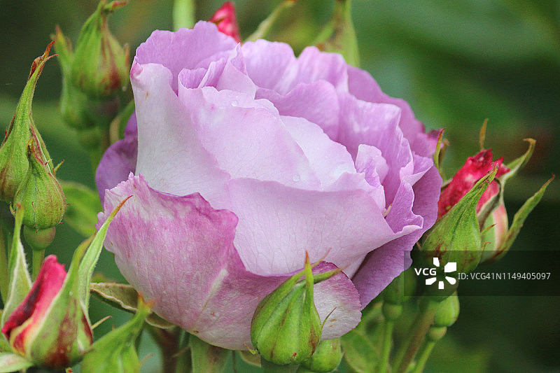 蓝色、紫色丁香玫瑰花和花蕾图片素材