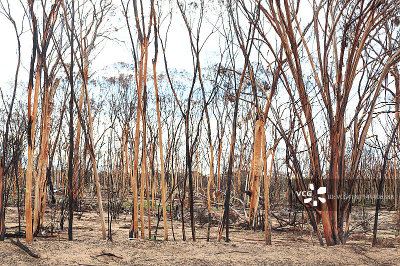 烧毁的树木图片素材