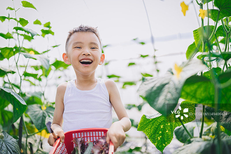 亚洲男孩在农场收获蔬菜图片素材