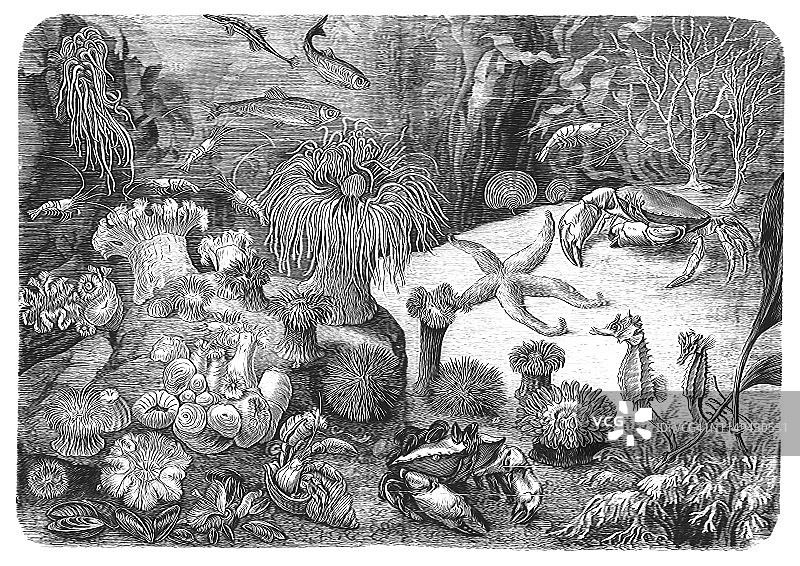 海底世界：螃蟹、鱼、海星、海马、海洋植物图片素材