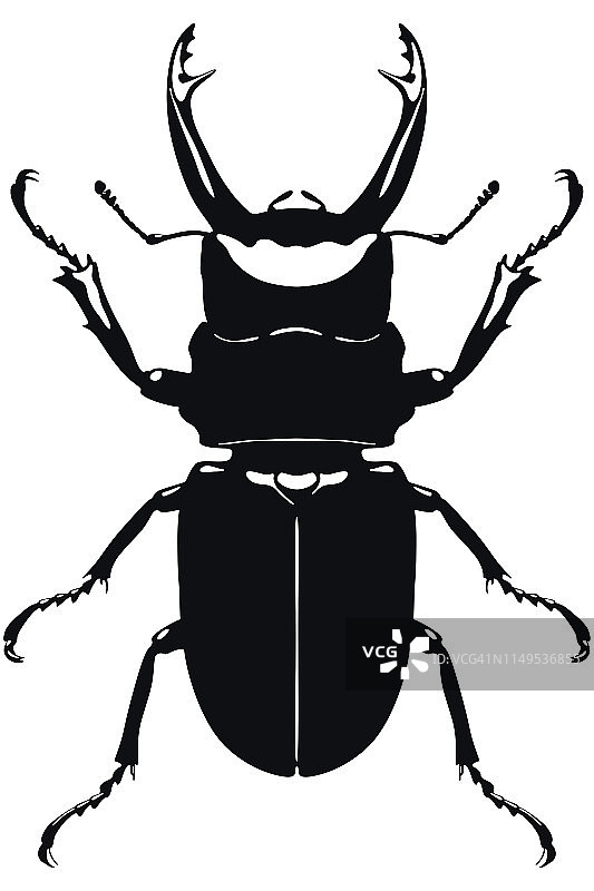 白色背景上甲虫的黑白矢量图图片素材