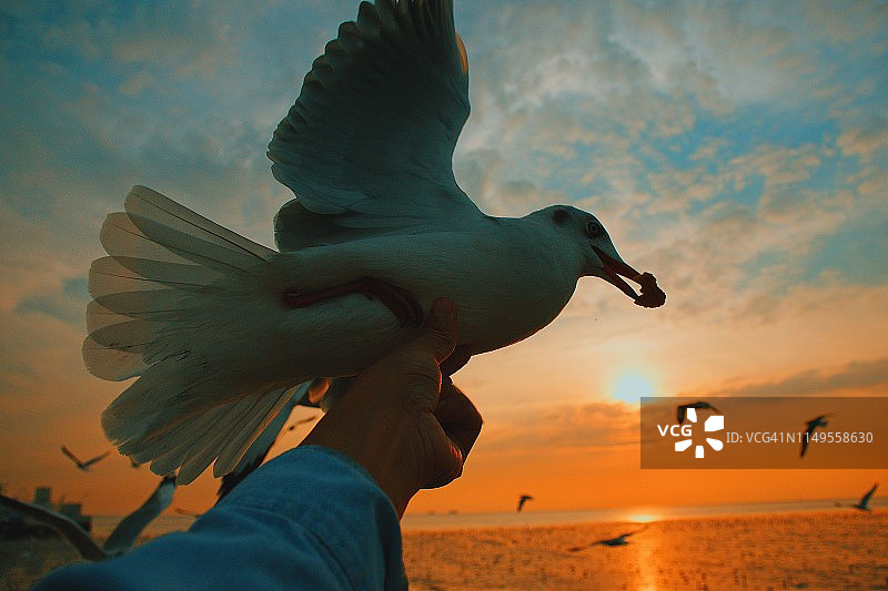 泰国日落时分，海鸥在空中吃手中的食物特写图片素材