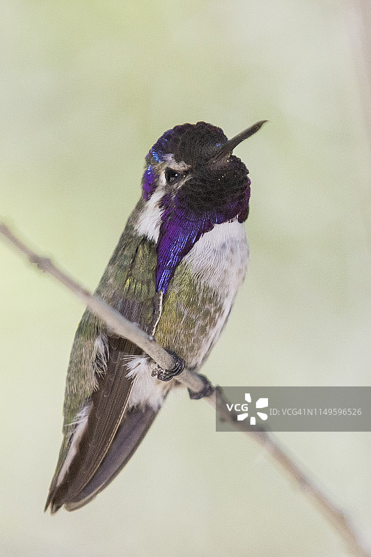 科斯塔蜂鸟（雄性）图片素材