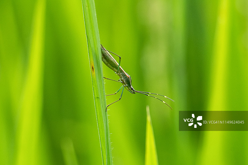 稻穗上的稻纵卷叶螟图片素材