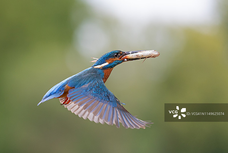 飞行的普通翠鸟图片素材