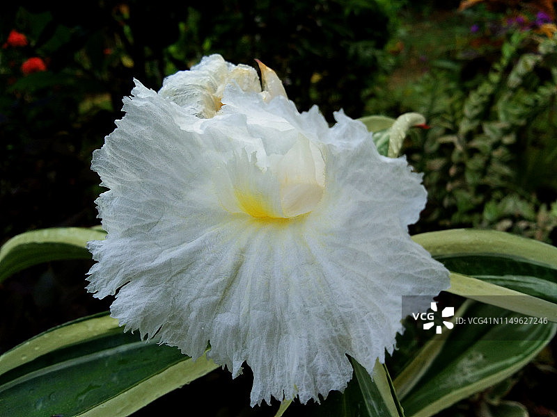 鲜花（闭鞘姜）图片素材