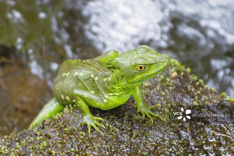 羽冠蜥图片素材
