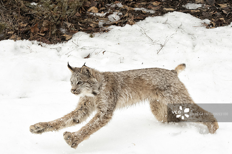 小山猫，冬季，蒙大拿州图片素材