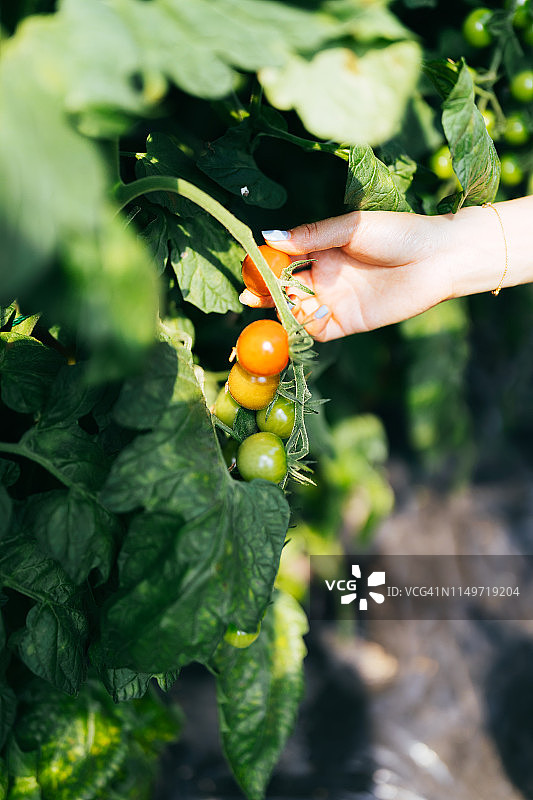 从树上摘西红柿的女人图片素材