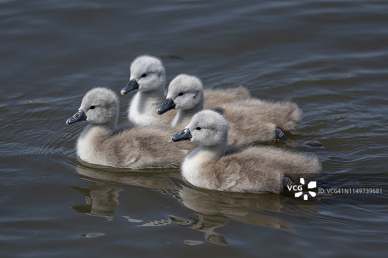 可爱新生小天鹅在春日阳光下游泳特写图片素材
