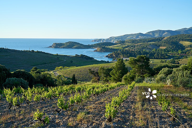 班尤尔斯的日出葡萄园图片素材