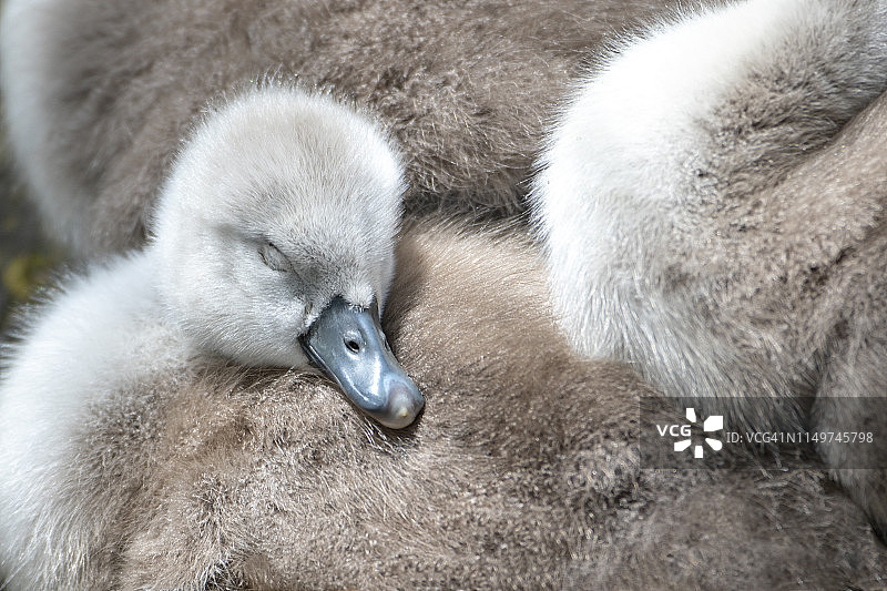 可爱的新孵化的小天鹅在春日阳光下睡觉的特写图片素材