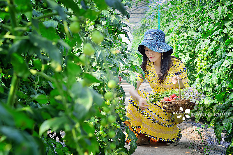 女人在蔬菜温室采摘番茄特写图片素材